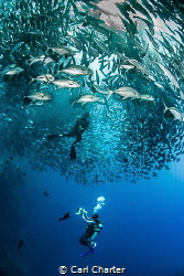 This photo was taken at Sipadan Island marine reserve. Th... by Carl Charter 